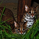 Illustration for article titled ZOMG BABY LEOPARD CATS!!!